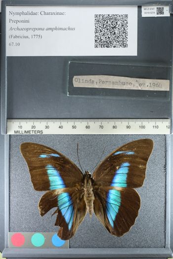 Media type: image;   Entomology 161274